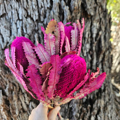 Banksia Burdetti - Hot Pink