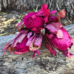 Banksia Burdetti - Hot Pink