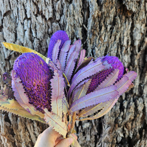 Banksia Burdetti - Lilac Purple