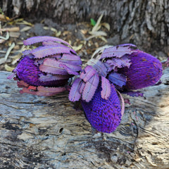 Banksia Burdetti - Lilac Purple