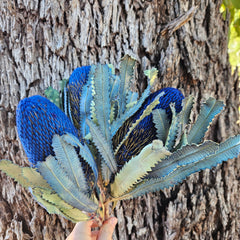 Banksia Burdetti - Sapphire Blue