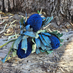 Banksia Burdetti - Sapphire Blue