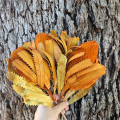 Banksia Burdetti - Burnt Orange