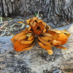 Banksia Burdetti - Burnt Orange