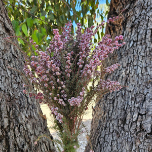 Tea Tree - Course - Soft Pink