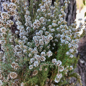 Tea Tree - Course - Natural White