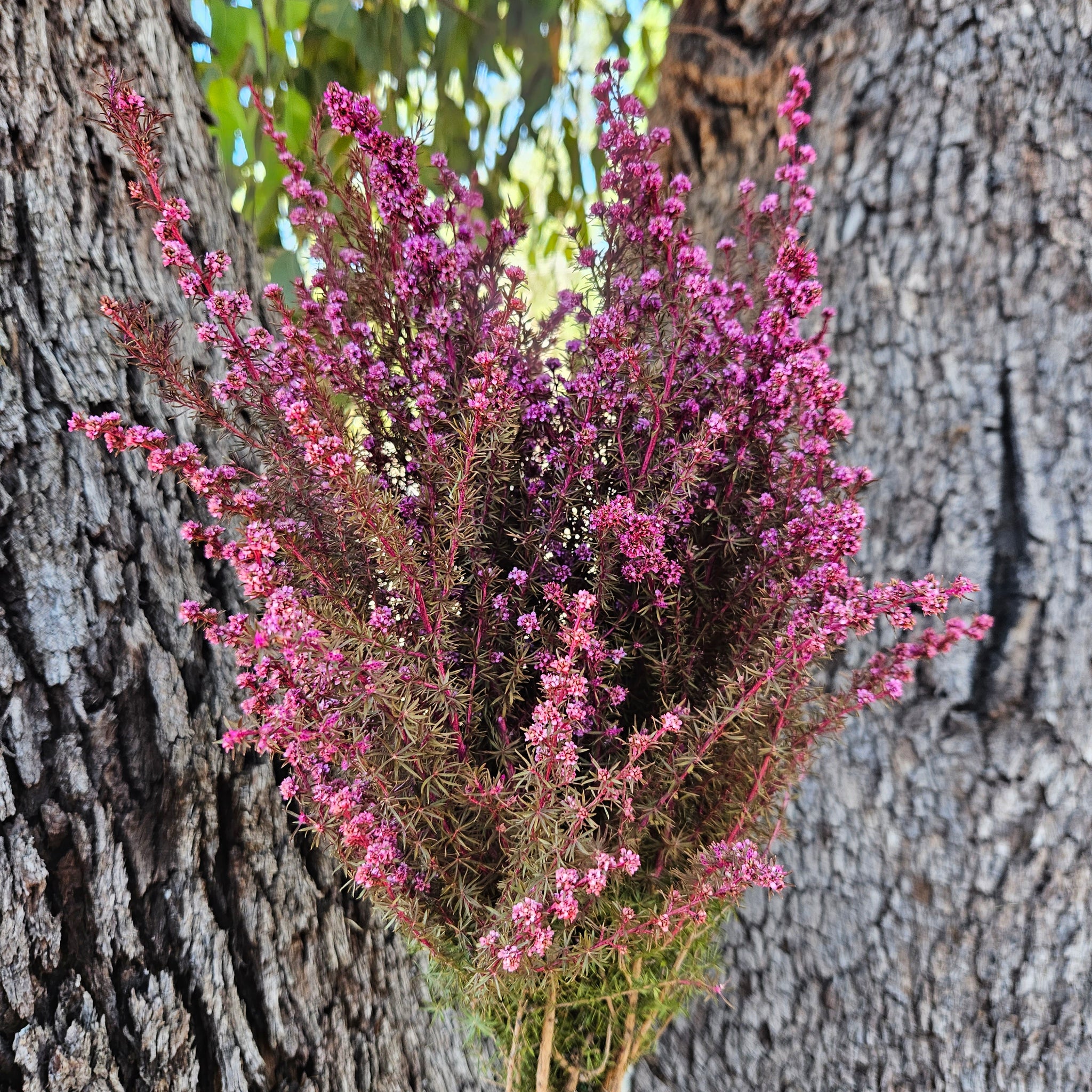 Tea Tree - Course - Sweet Pink