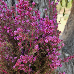 Tea Tree - Course - Sweet Pink