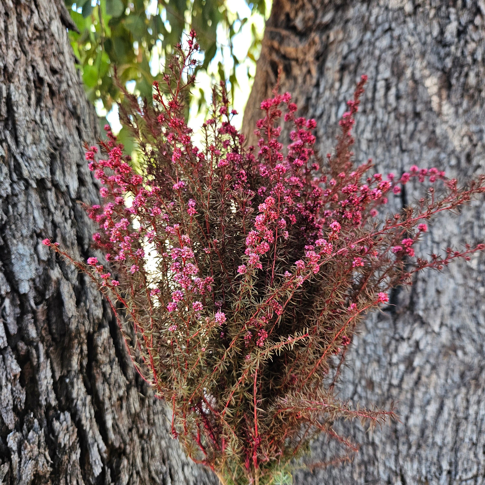 Tea Tree - Course - Raspberry Red