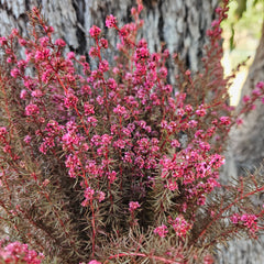 Tea Tree - Course - Raspberry Red