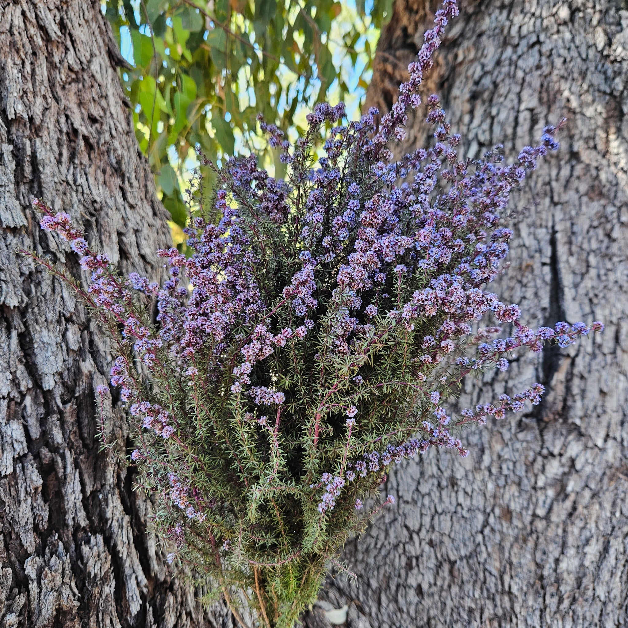 Tea Tree - Course - Lilac Purple