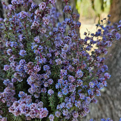 Tea Tree - Course - Lilac Purple