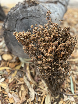 Scholtzia Flower - Preserved - Natural - Amazing Filler