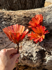 Protea Repens - Natural Open Cut