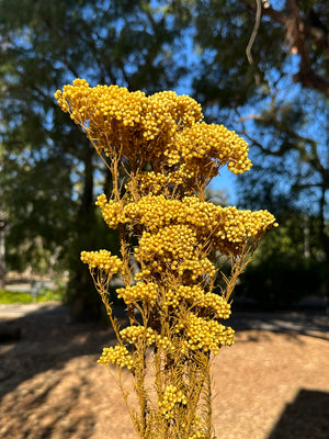 Rice flower - Golden Yellow