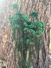 Rice flower - Emerald Green