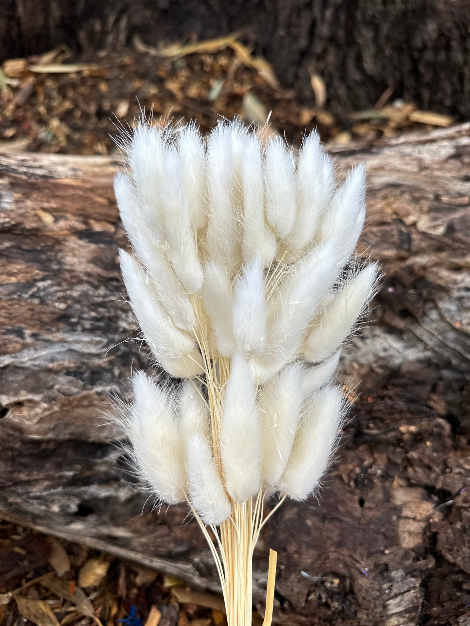 Bunny Tails/Pussy Tails - White