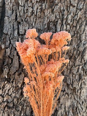 Rice flower - Pastel Orange