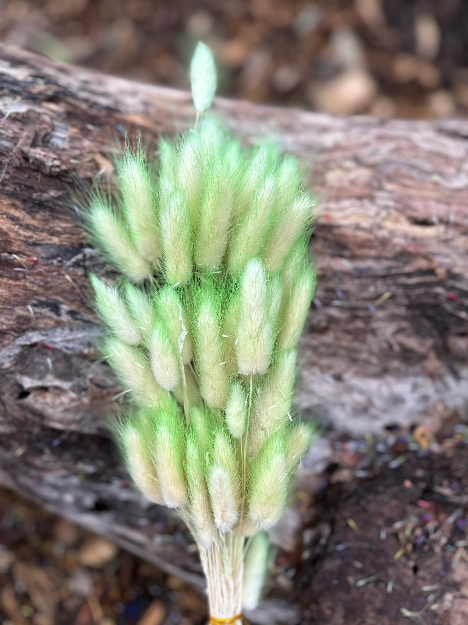 Bunny Tails/Pussy Tails - Soft Lime Green Ombré