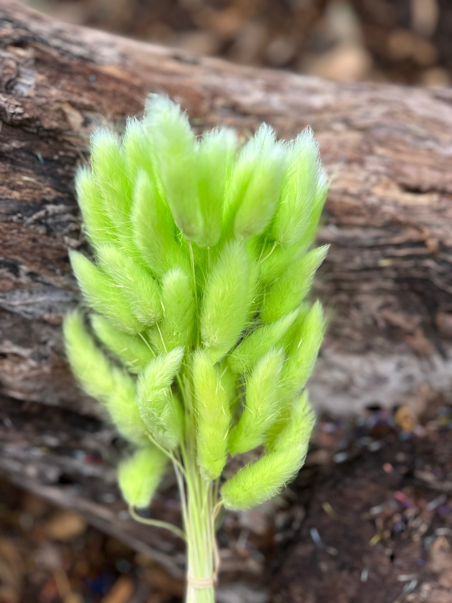 Bunny Tails/Pussy Tails - Soft Lime Green