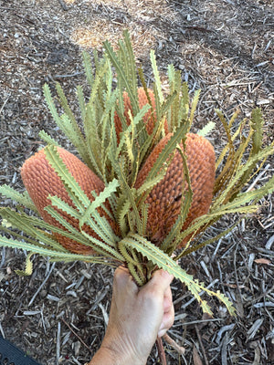 Banksia Hookeriana - Soft Dusty Orange