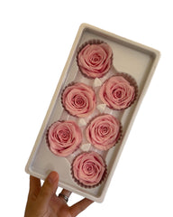 Roses Preserved - 6 pack - Pastel Pink