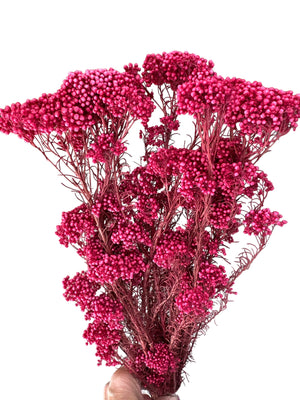 Rice flower - Deep Rose Pink