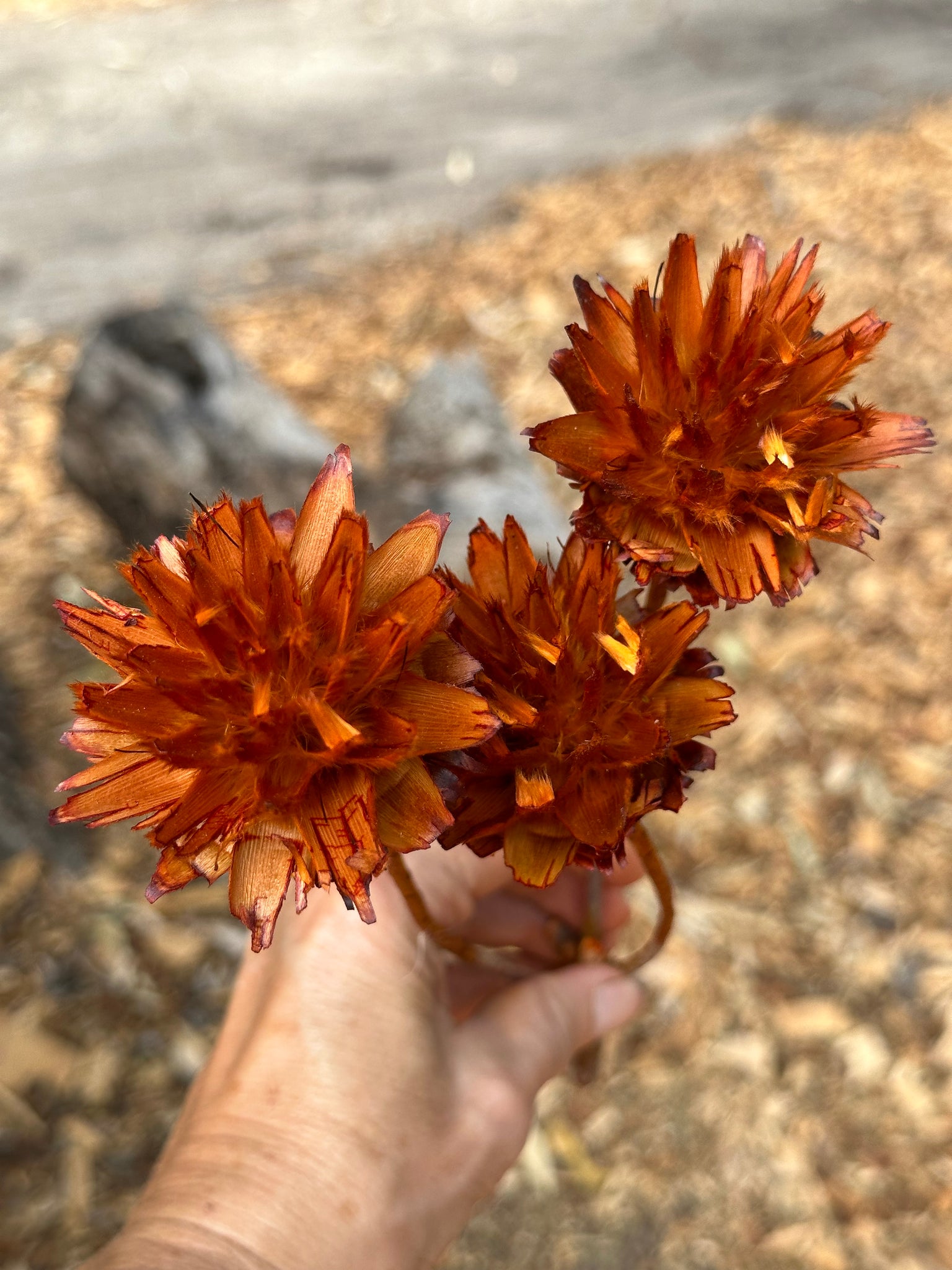 Plumosum - Burnt Orange - Stem with 3 Heads