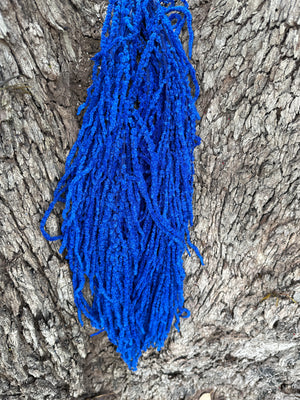 Amaranthus - Sapphire Blue