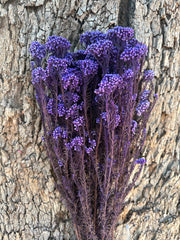 Rice flower - Indigo Purple