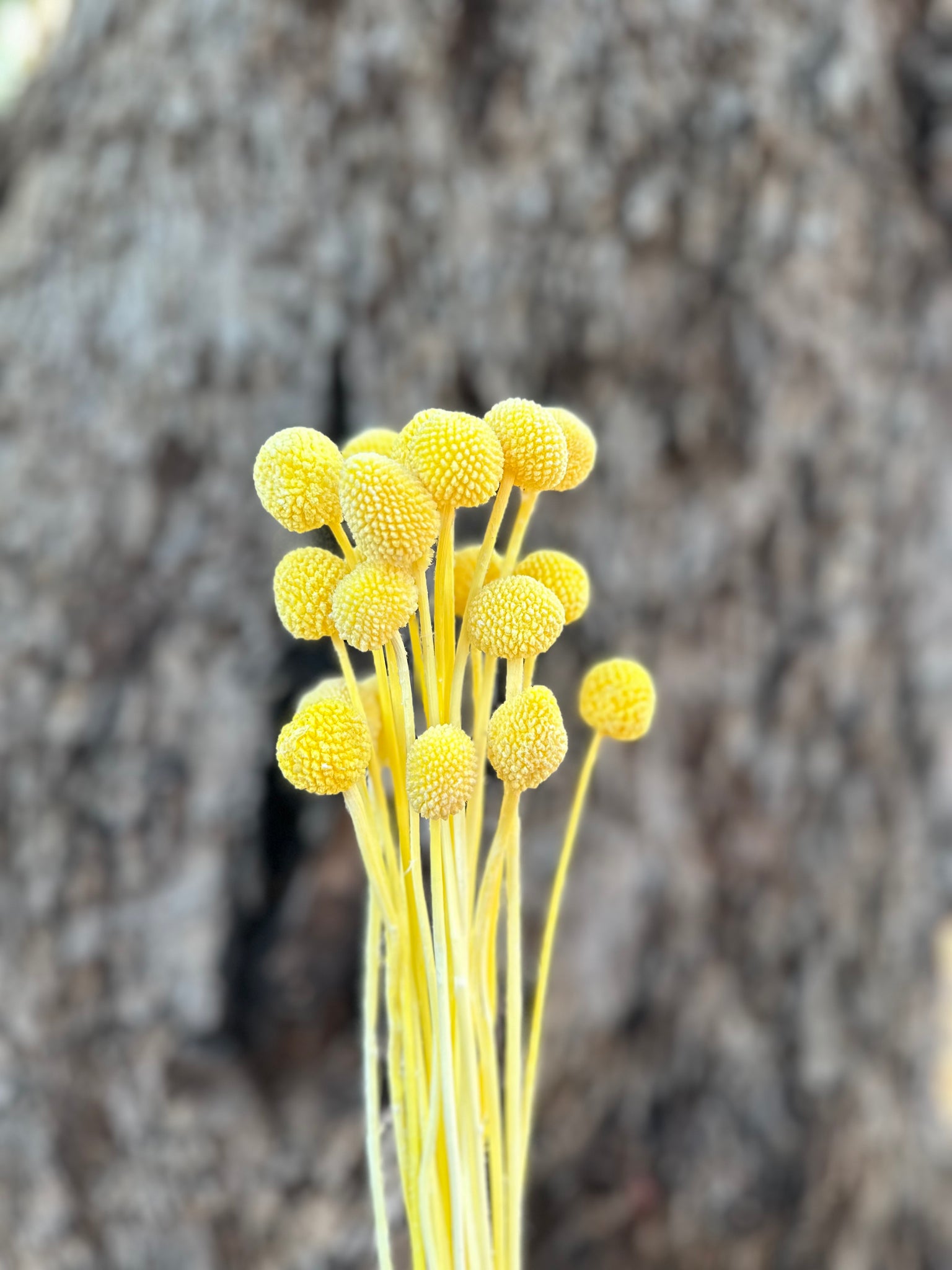 Billy Buttons  - Lemon Yellow