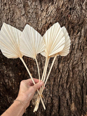 Palm  - Thin Stem Spear - Bleached White - 1 Stem