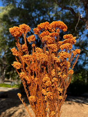 Rice flower - Soft Autumn Orange