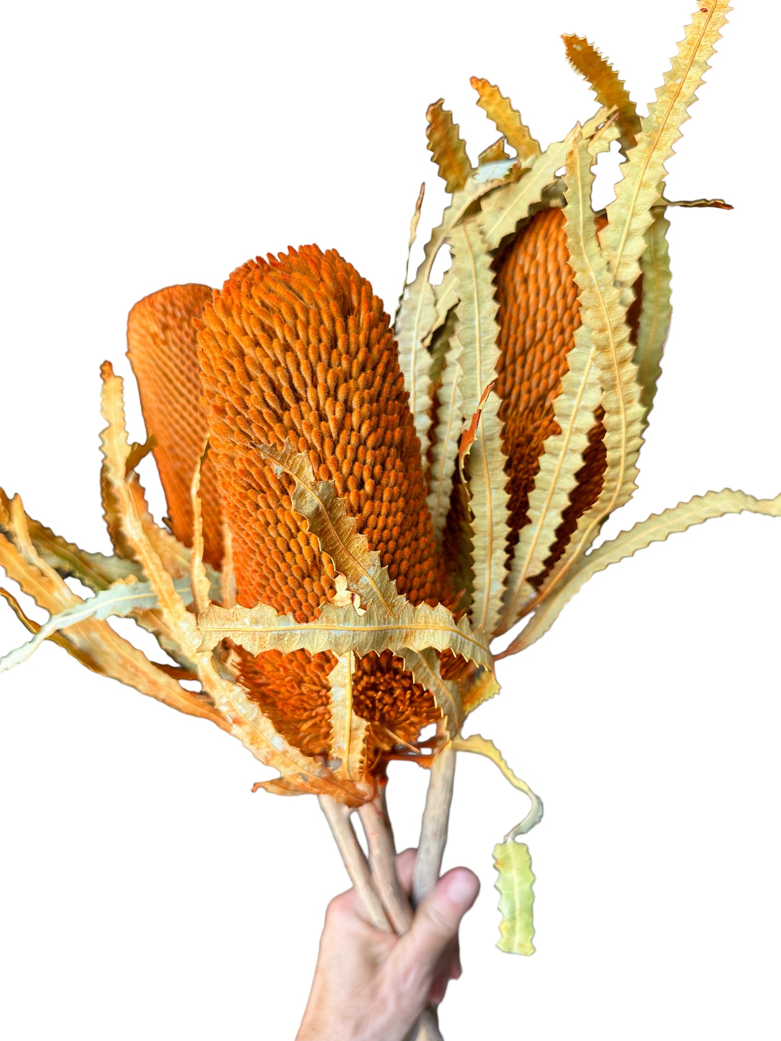 Banksia Prionotes - Autum orange mix - new season