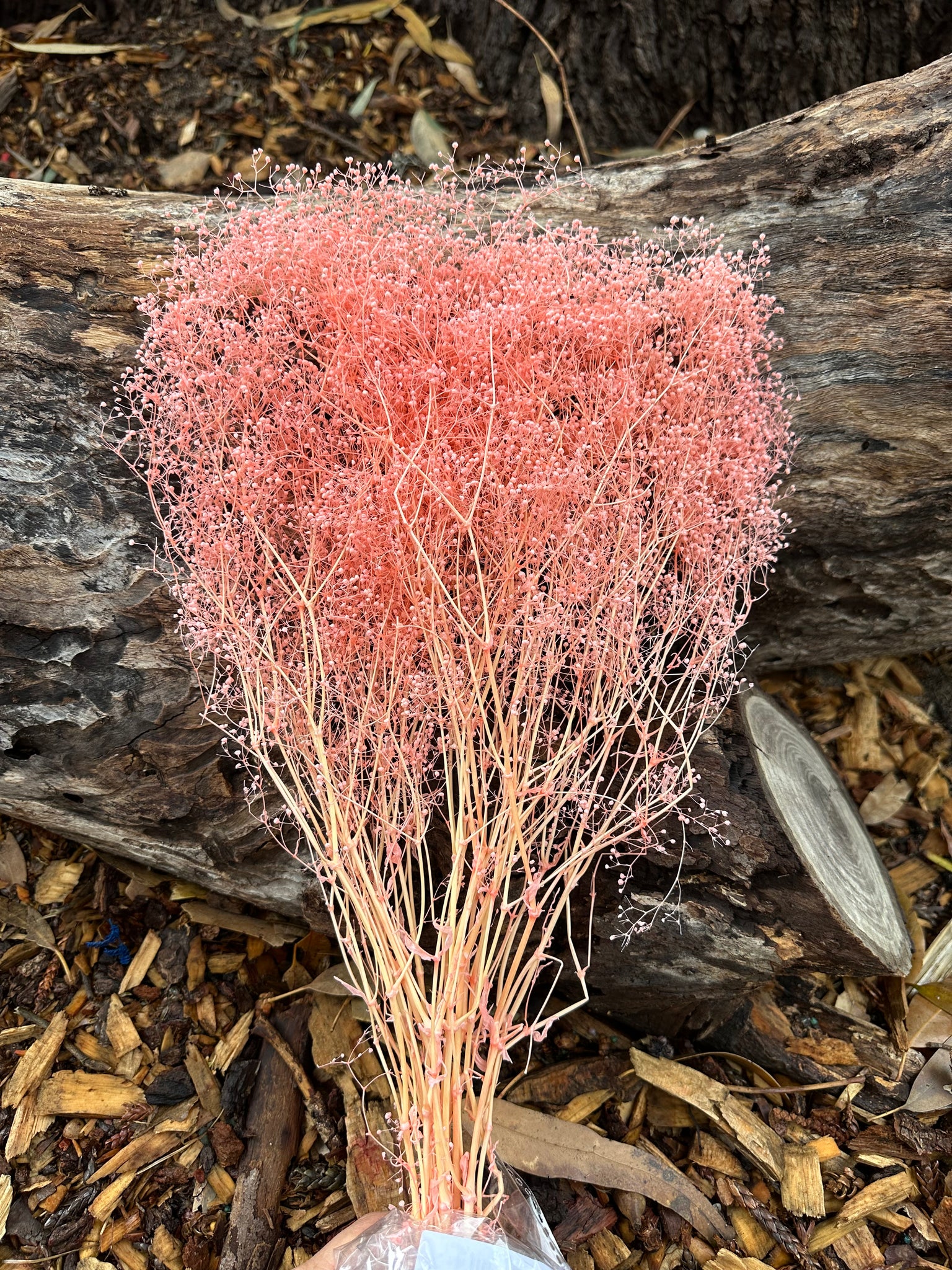 Baby’s Breath/Japanese - Peachy Pink