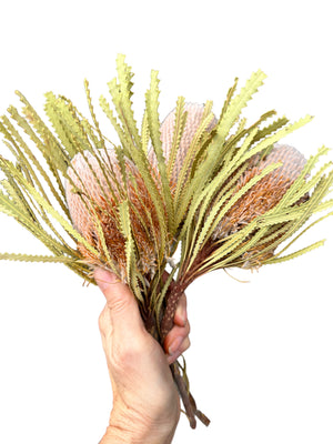 Banksia Hookeriana - Natural - Bunch of 3 - MINI HEAD