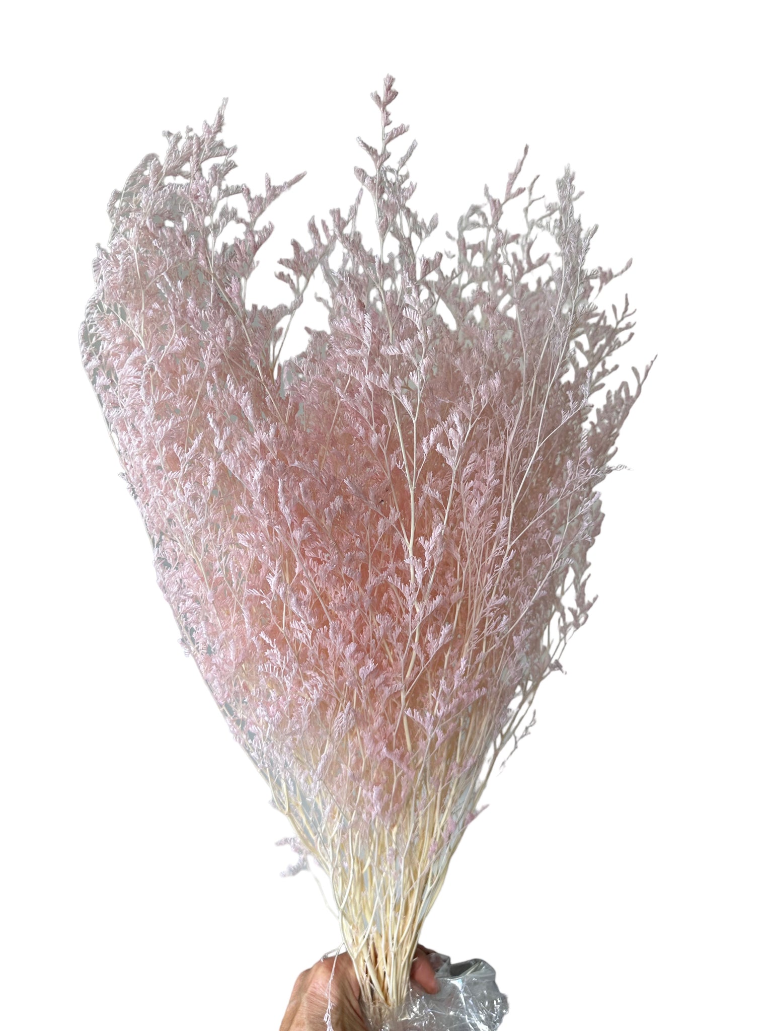 Limonium/Misty/Statice - Softest Pink