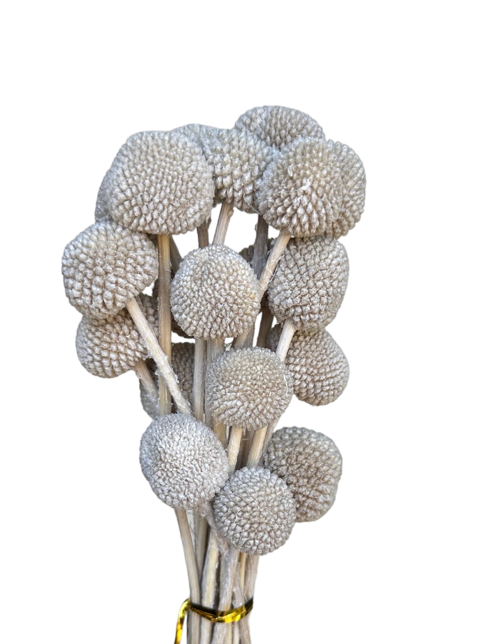 Billy Buttons  - Soft Grey Beige