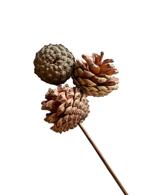 Pine Cone Small - 3 pack