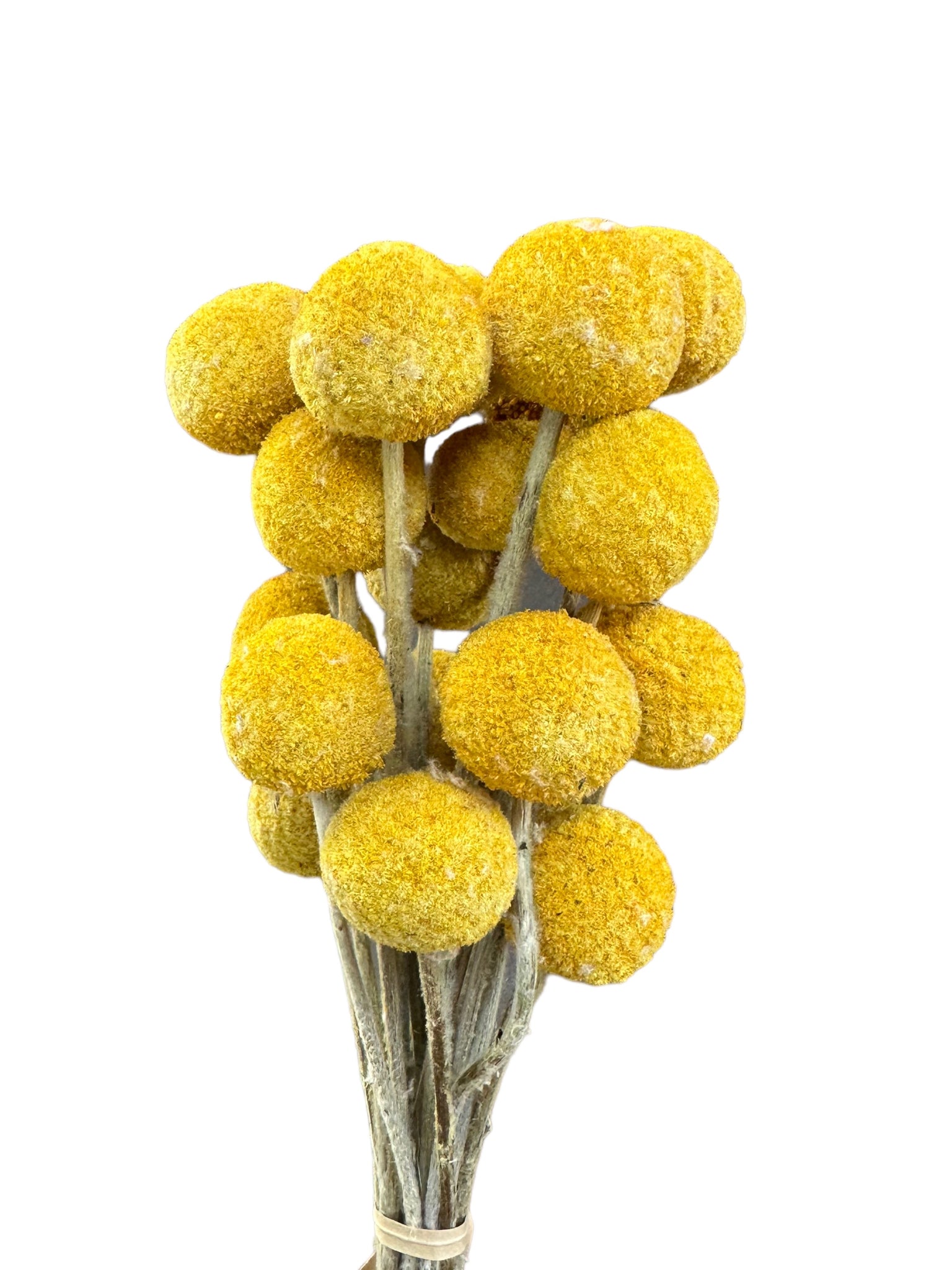 Billy Buttons  - Natural