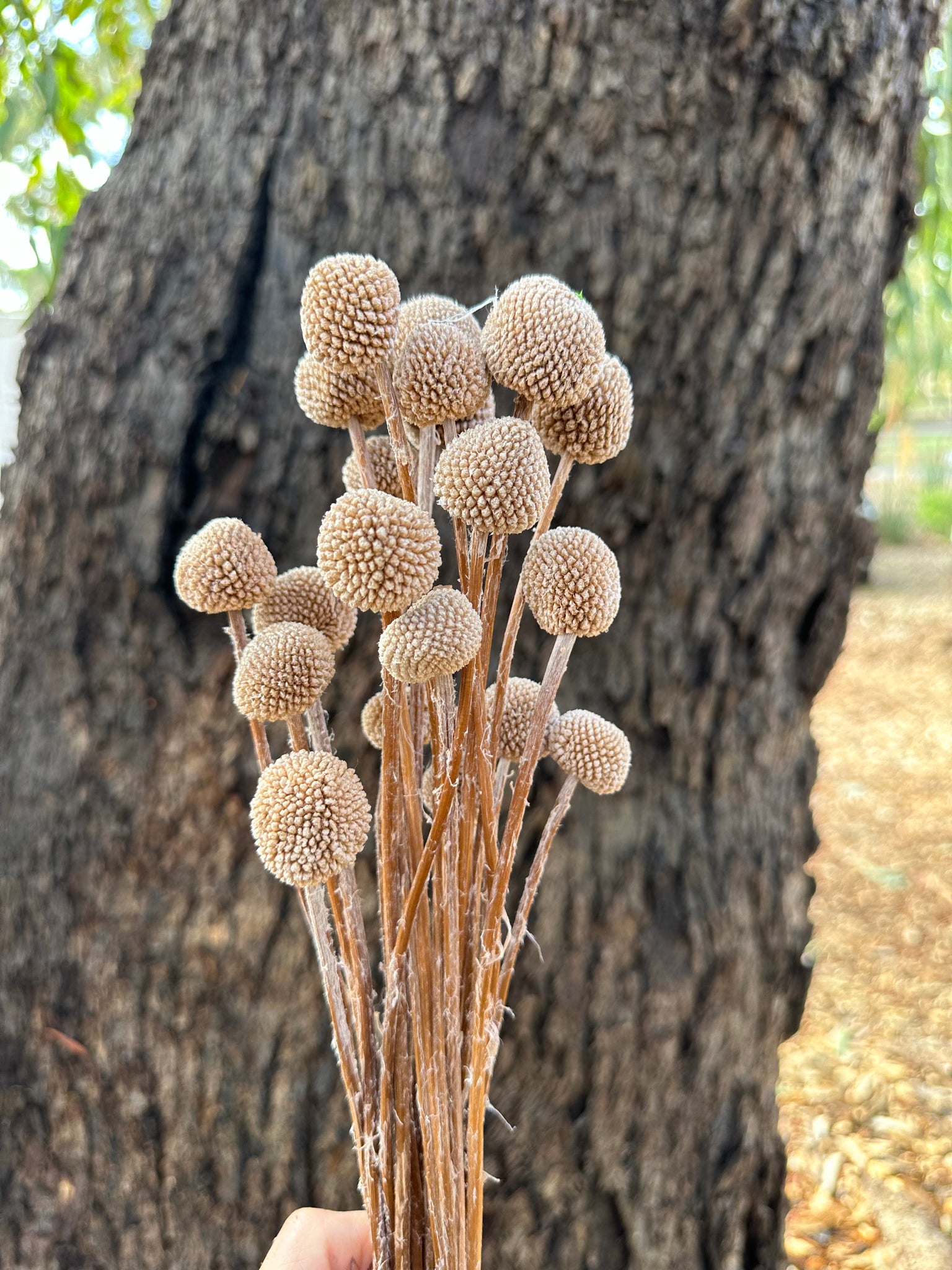 Billy Buttons - Soft Chocolate Brown