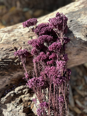 Rice flower - Dark Violet