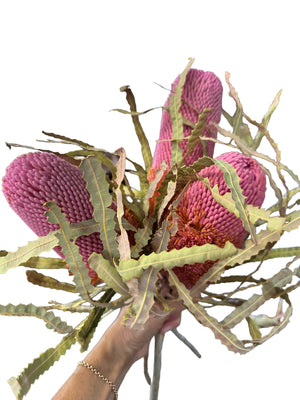 Banksia Prionotes - Fuchsia Pink - new season