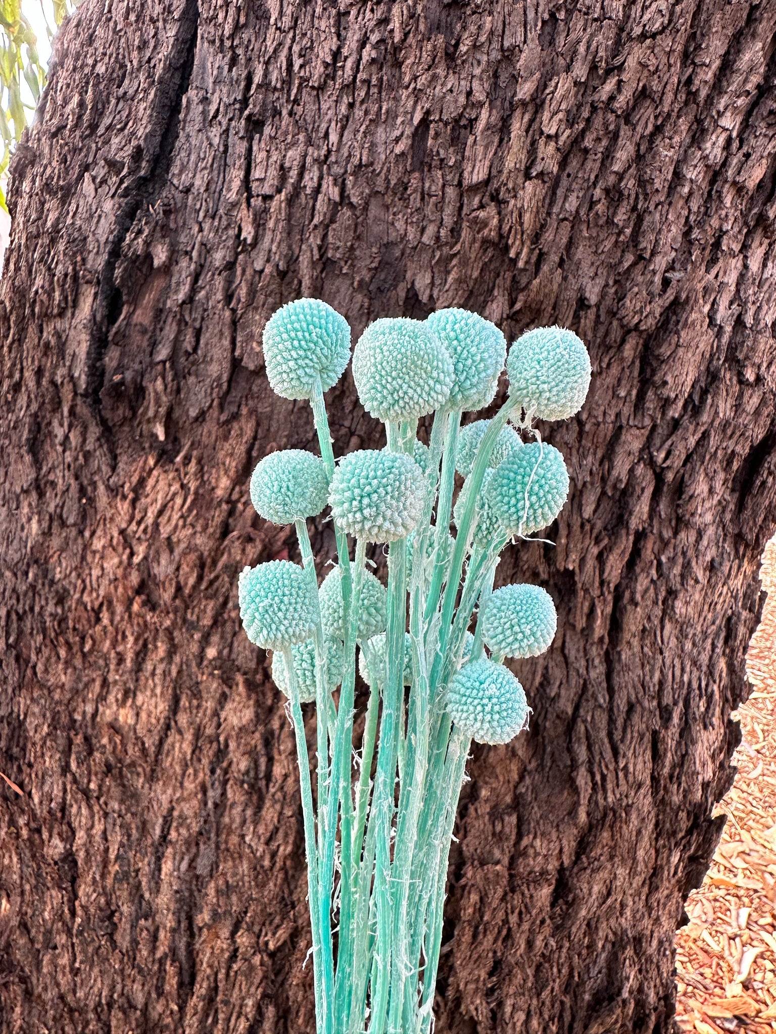 Billy Buttons  - Soft Teal