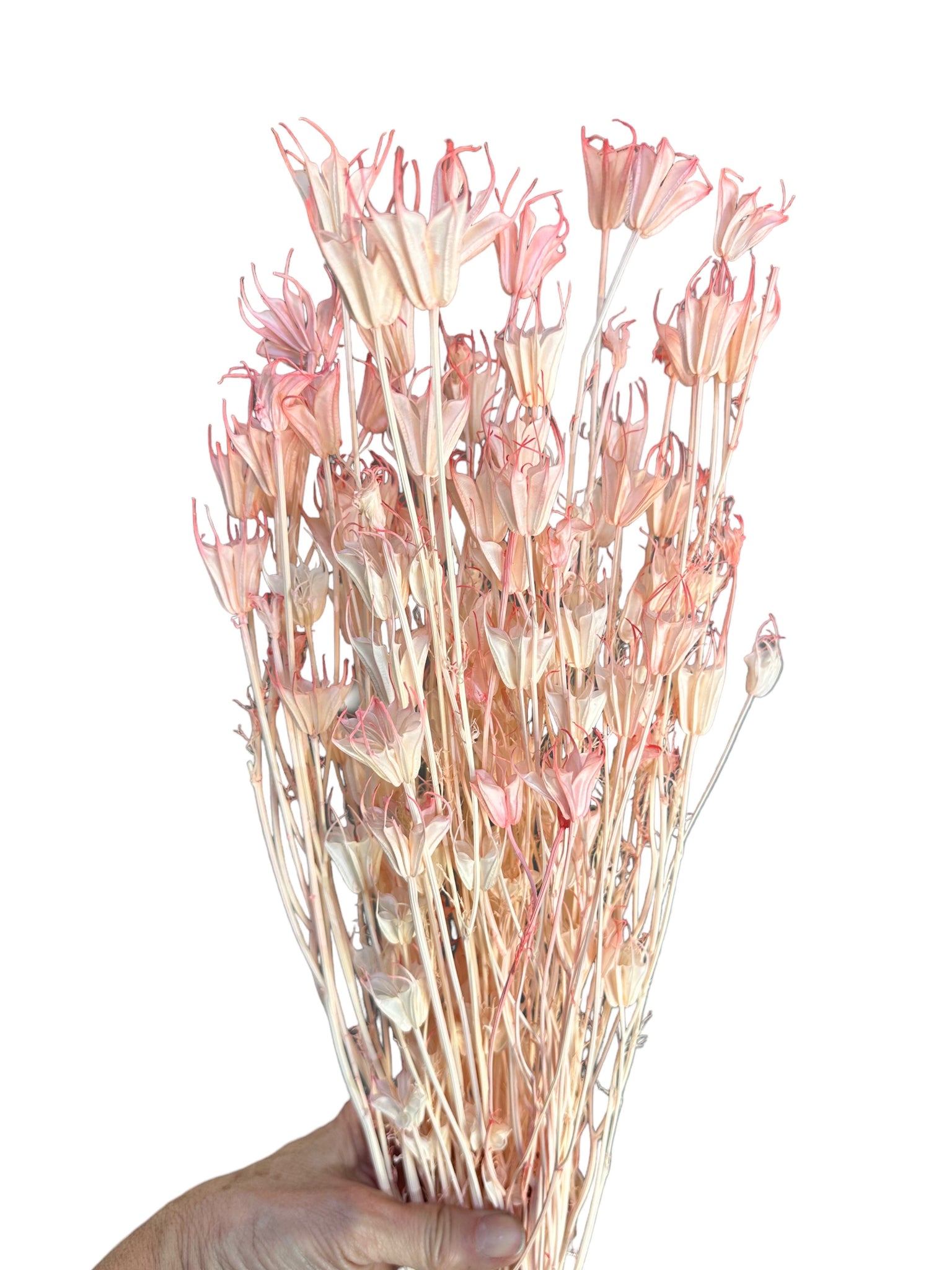 Nigella Pods - Coral Pink Ombre