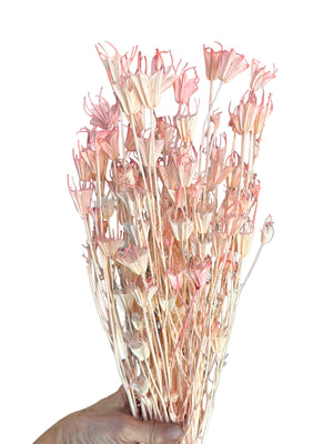 Nigella Pods - Coral Pink Ombre