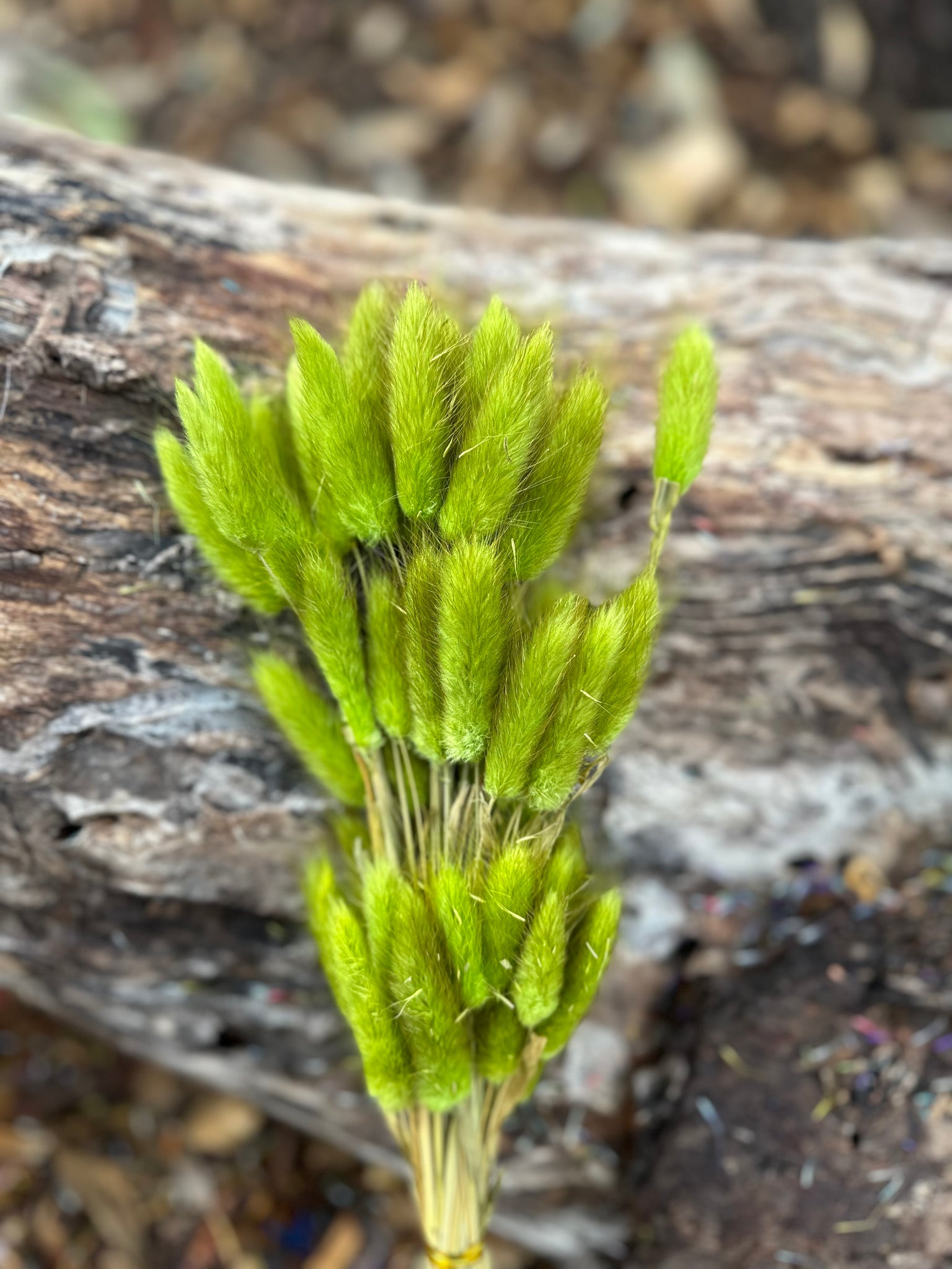 Bunny Tails/Pussy Tails - Olive Green