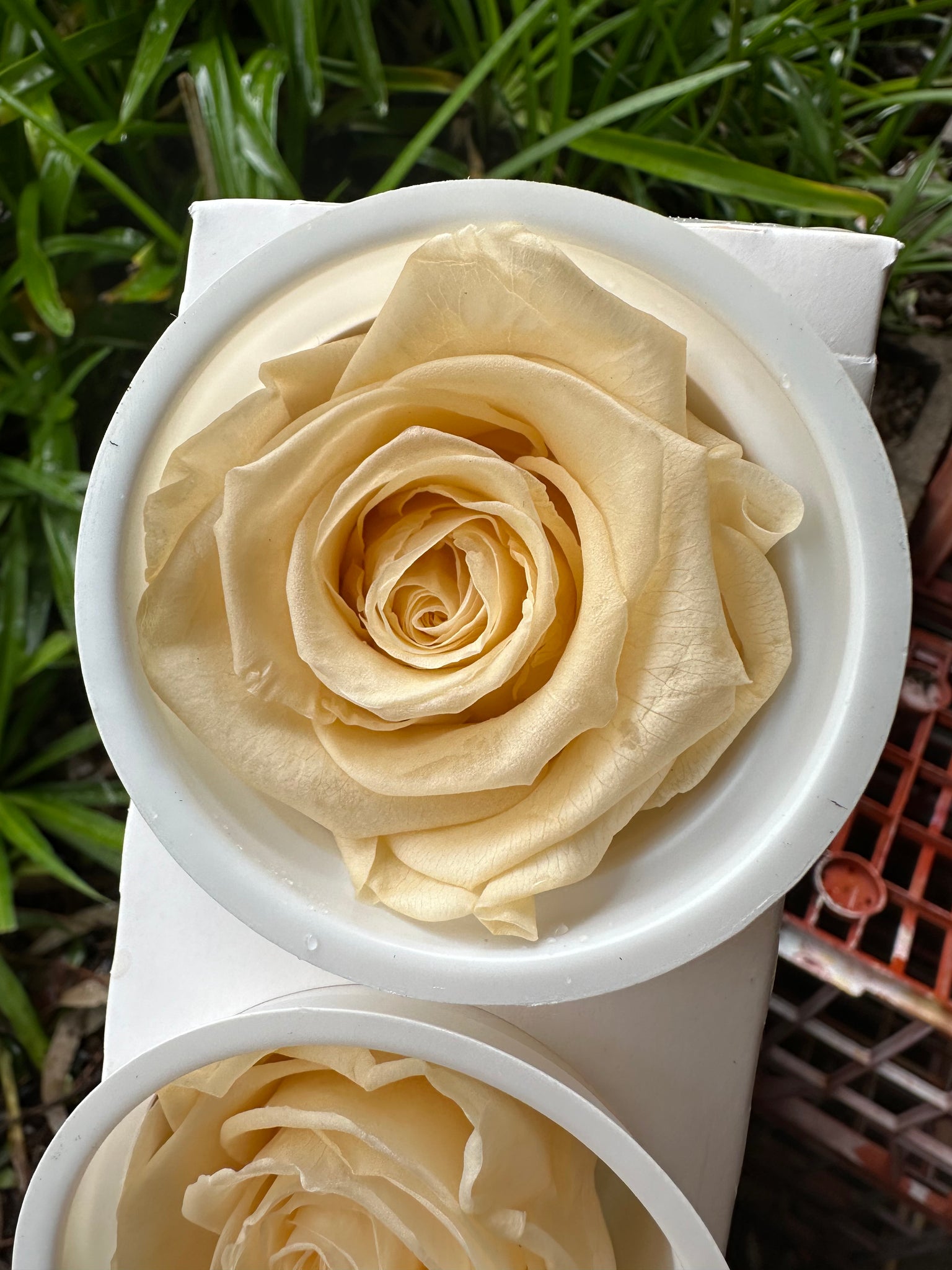 Roses (Kiara) Preserved - 6 pack - Warm ivory / Champagne