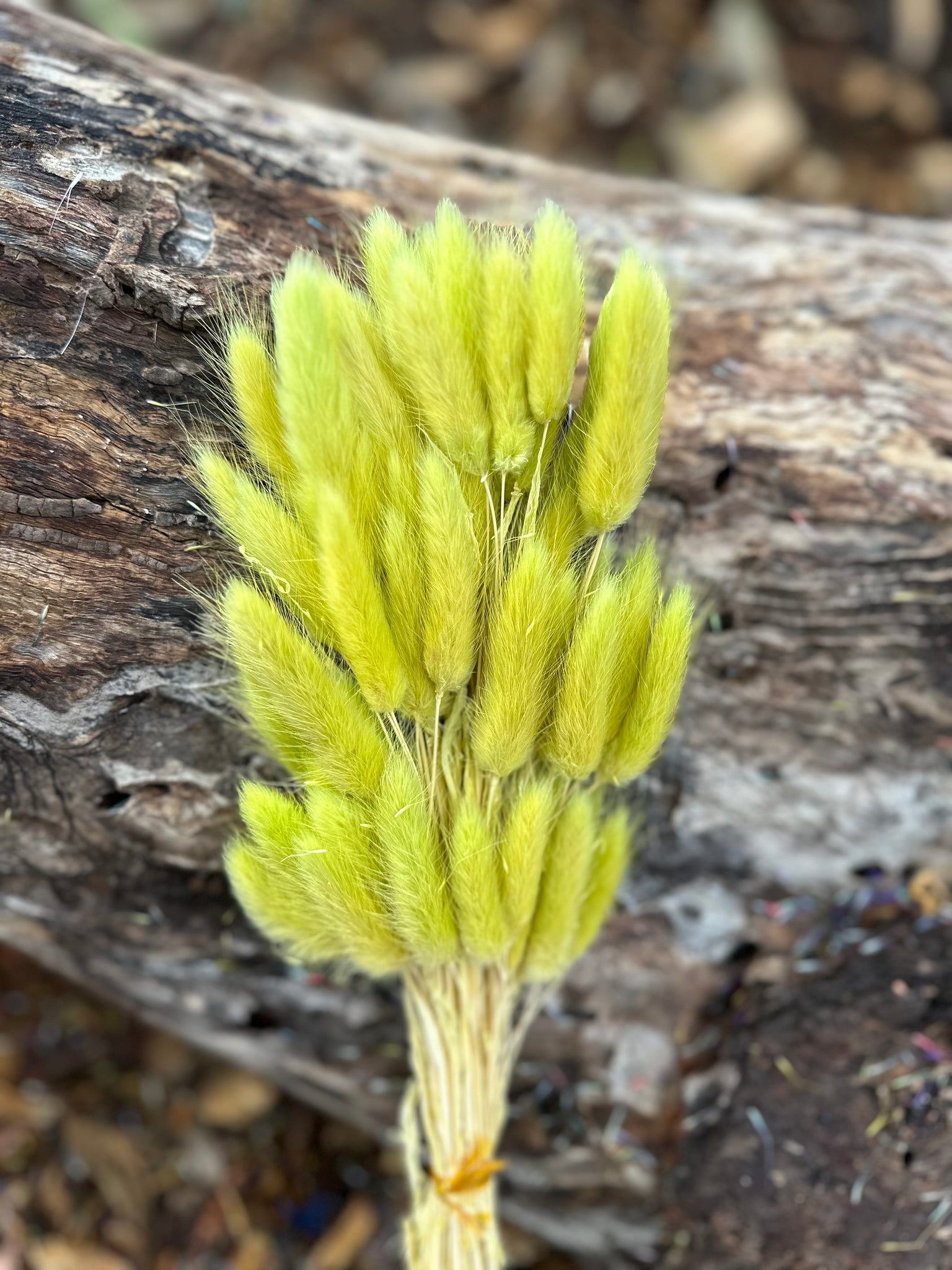 Bunny Tails/Pussy Tails - Avocado Green