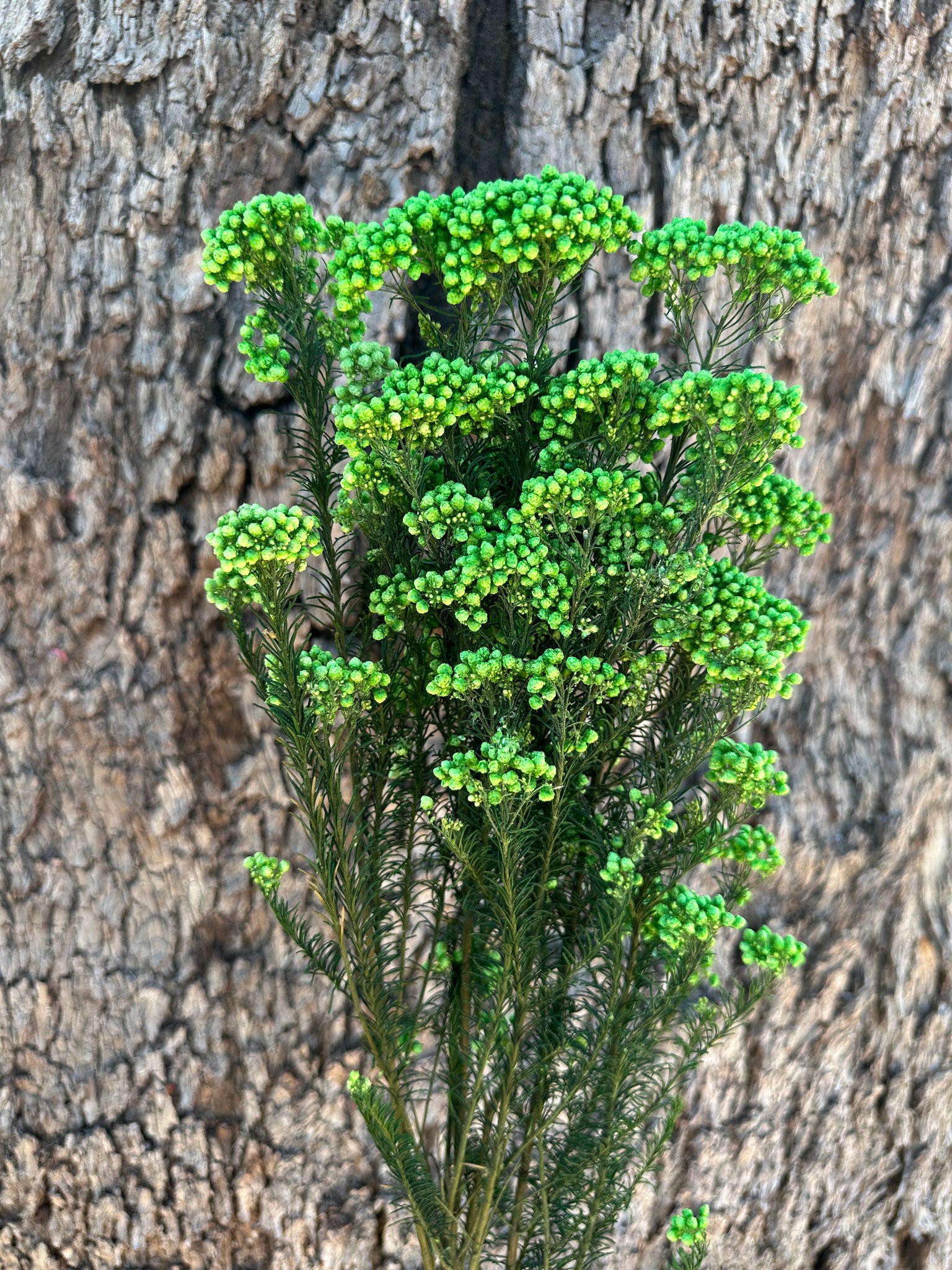 Rice flower - Parakeet Green